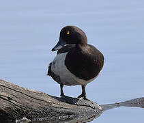 Tufted Duck