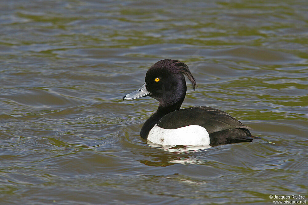 Tufted Duck male adult breeding