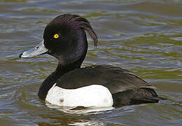 Tufted Duck