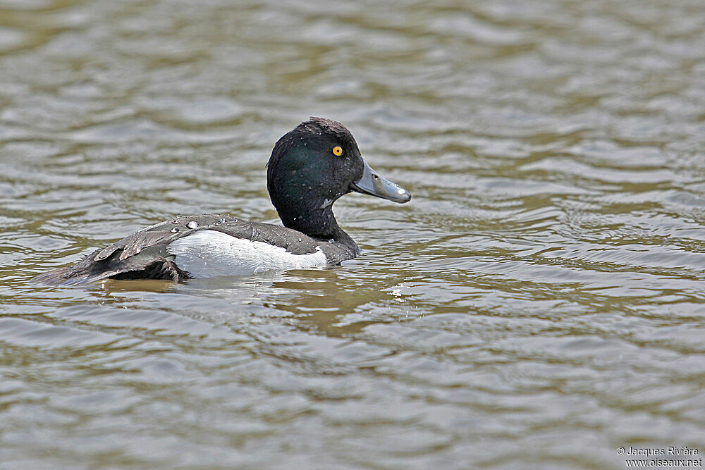 Fuligule morillon mâle adulte nuptial