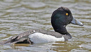 Tufted Duck