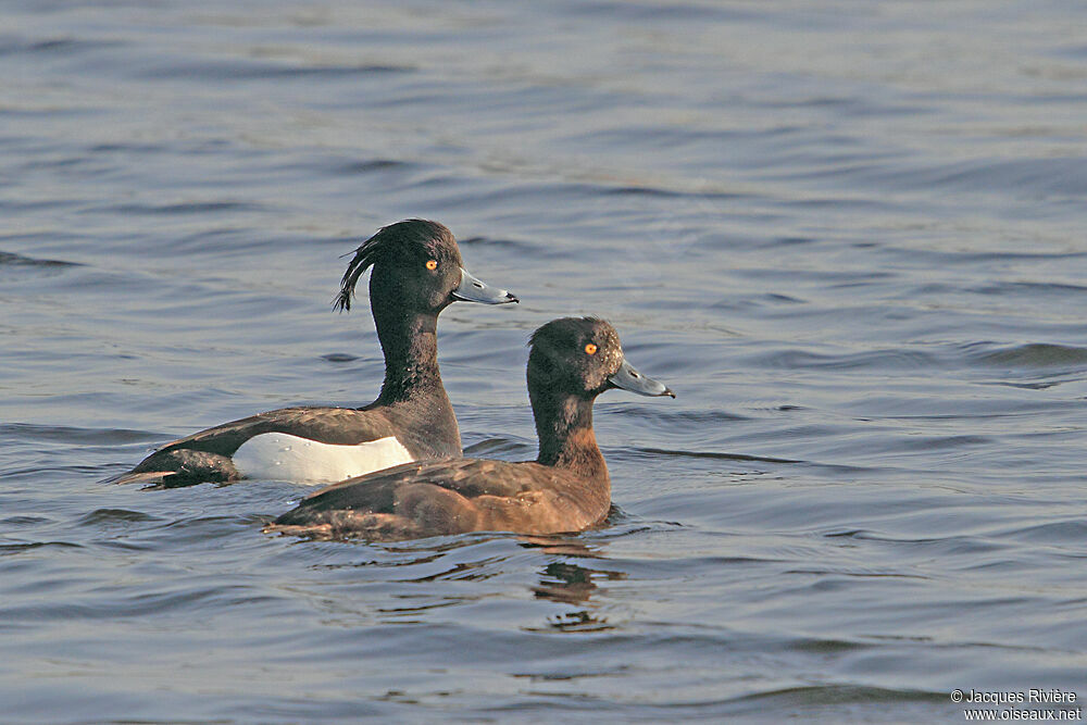 Tufted Duck adult breeding