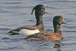 Tufted Duck