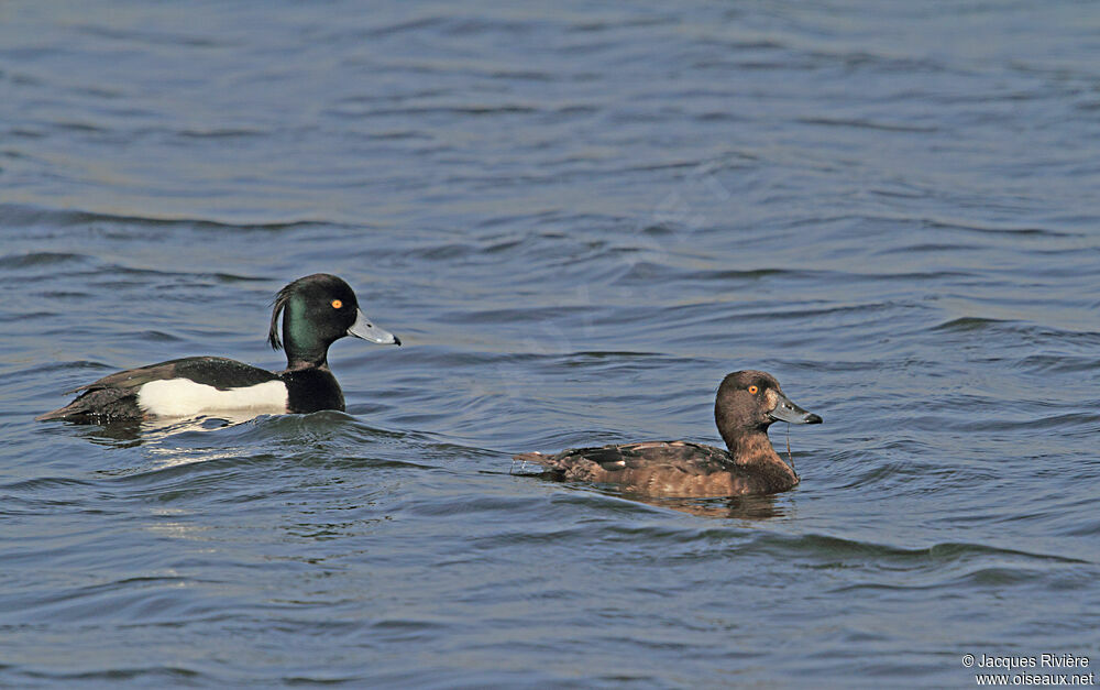 Tufted Duck adult breeding