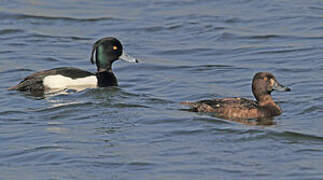 Tufted Duck