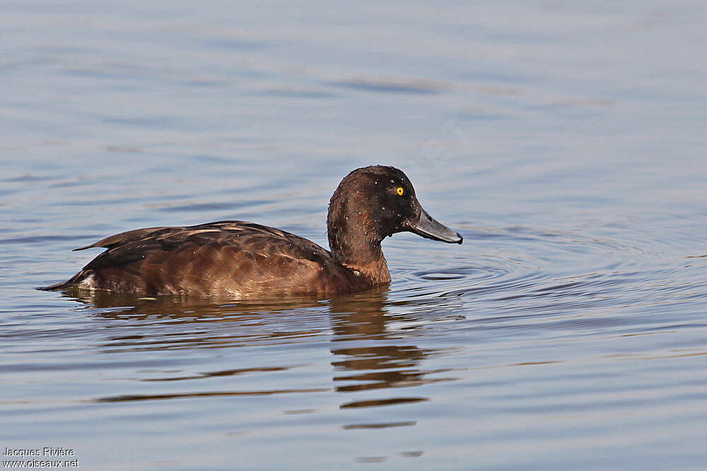 Fuligule morillon femelle adulte nuptial, identification