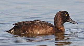 Tufted Duck