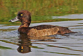 Tufted Duck