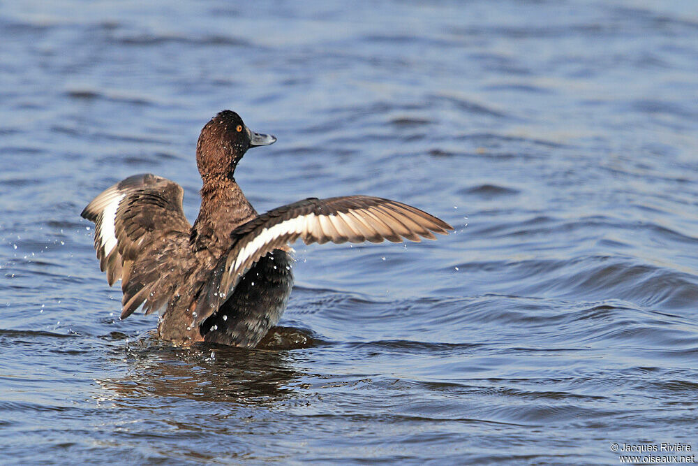 Tufted Duck female adult breeding