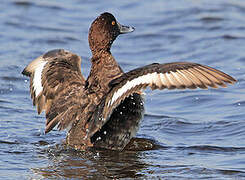 Tufted Duck