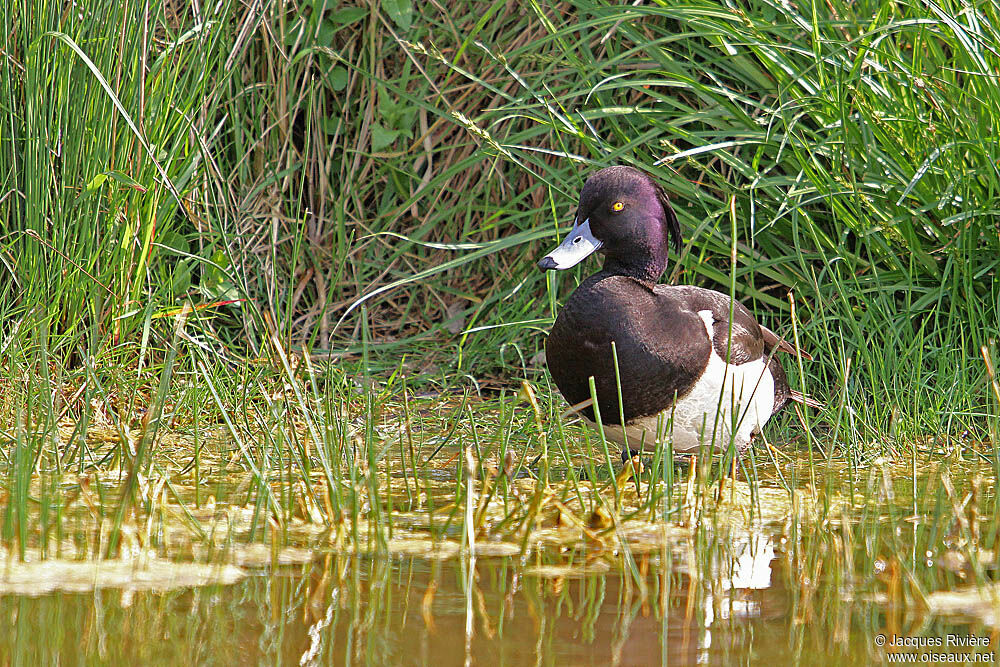 Fuligule morillon mâle adulte nuptial