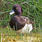 Tufted Duck