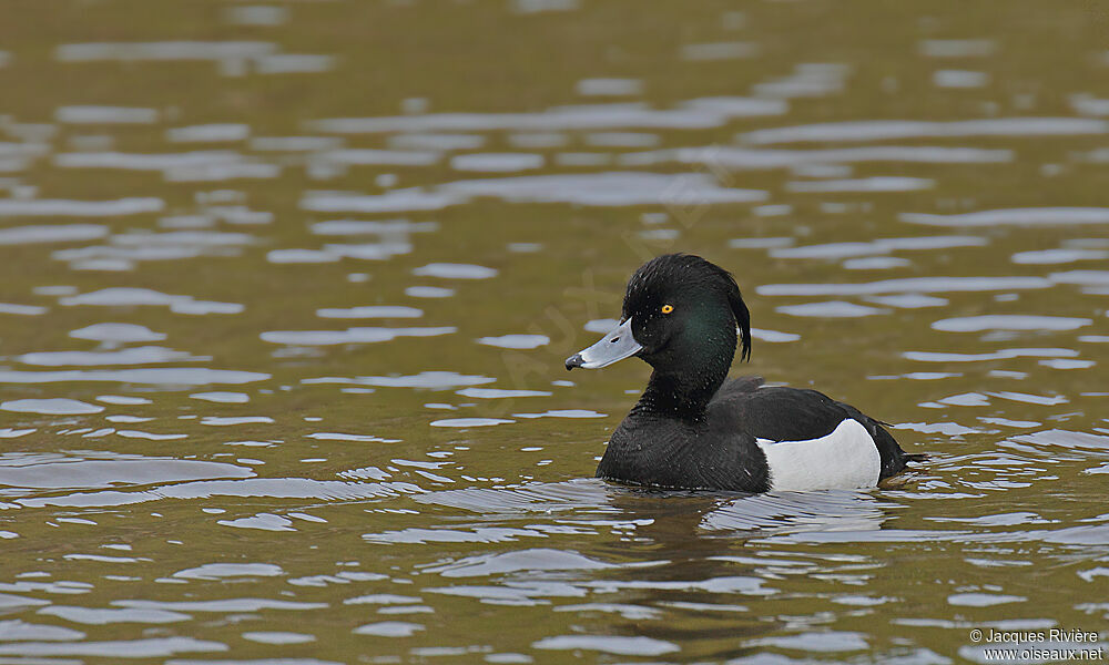 Tufted Duck male adult breeding