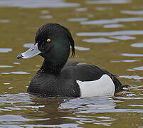 Tufted Duck