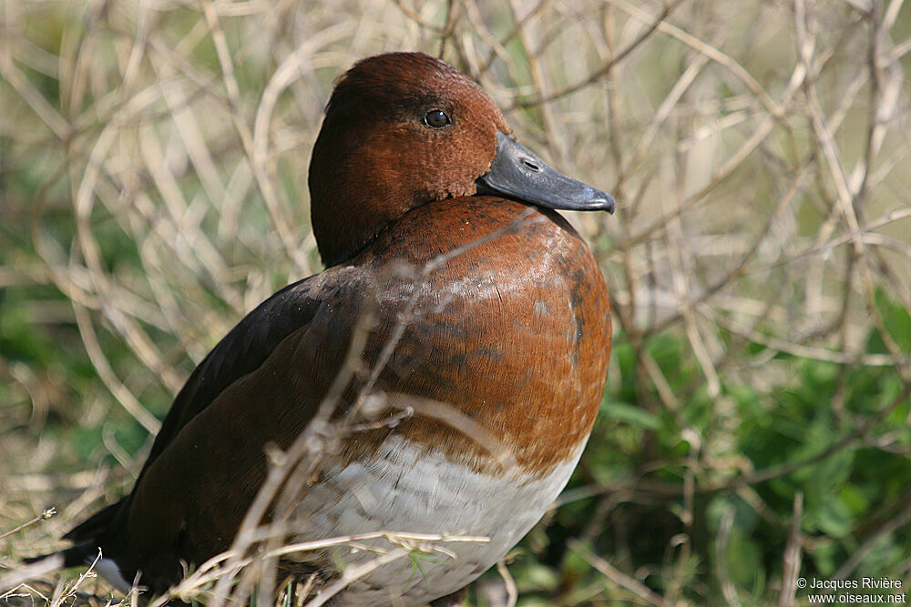 Ferruginous Duck female adult breeding