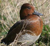 Ferruginous Duck