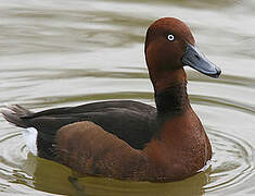 Ferruginous Duck