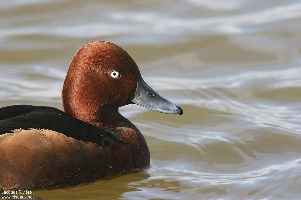 Ferruginous Duck male adult breeding, close-up portrait