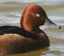 Ferruginous Duck