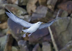 Fulmar boréal