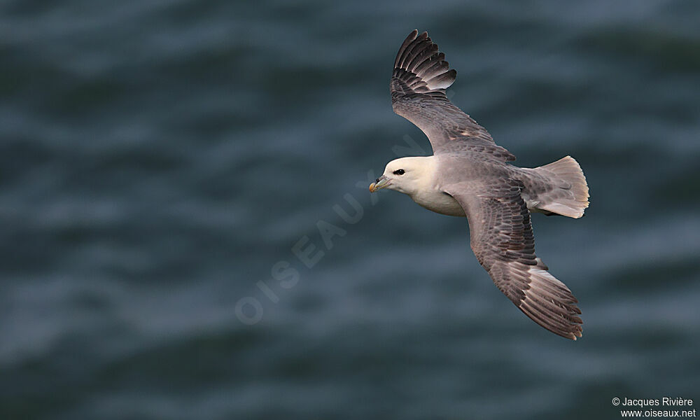 Fulmar boréaladulte nuptial