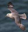 Fulmar boréal