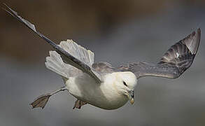 Fulmar boréal