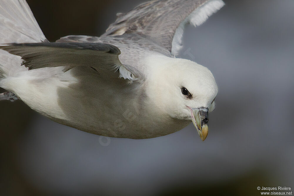 Fulmar boréaladulte nuptial