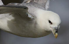 Fulmar boréal