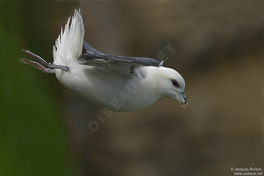 Fulmar boréaladulte nuptial