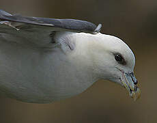 Northern Fulmar