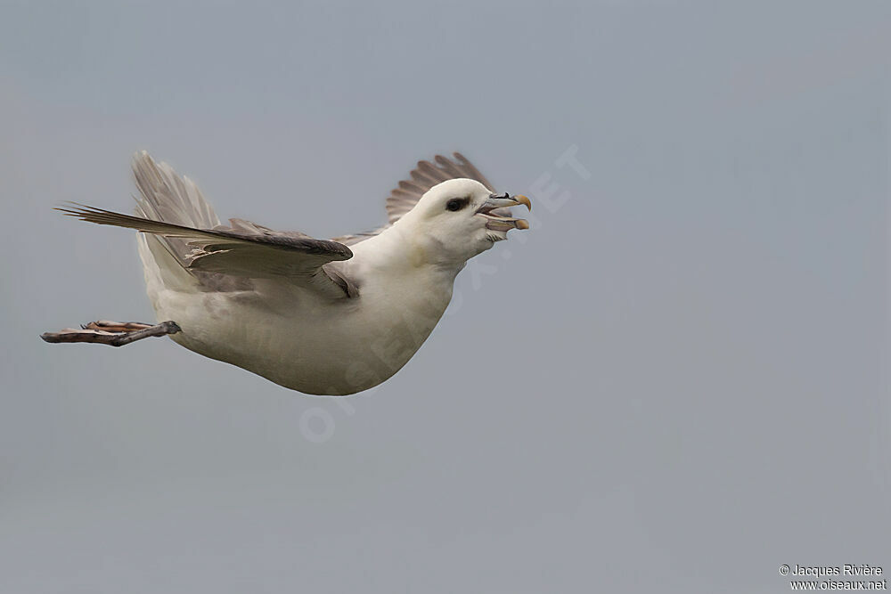 Fulmar boréaladulte nuptial