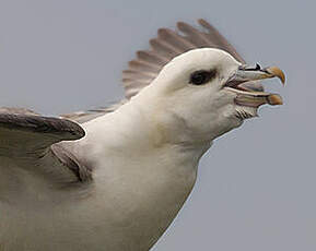 Fulmar boréal