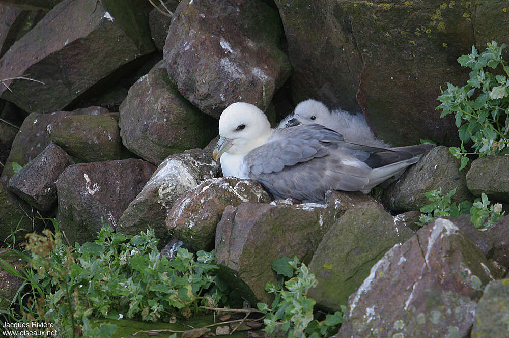 Northern Fulmar, habitat, Reproduction-nesting