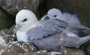 Fulmar boréal