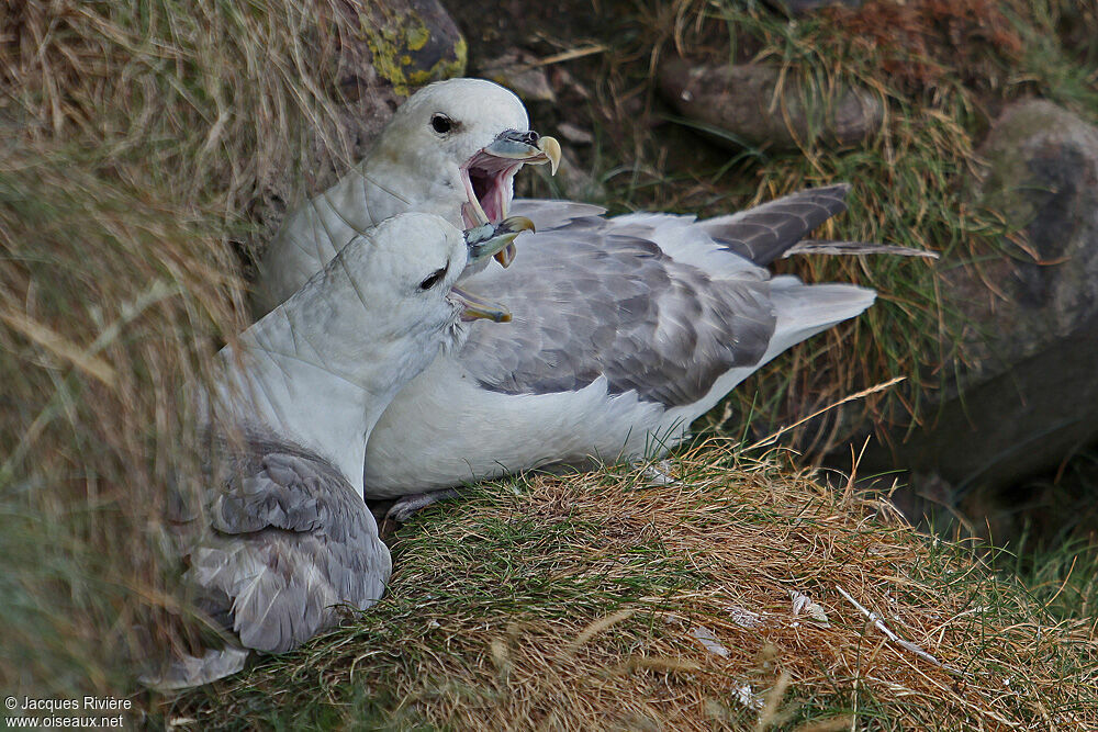 Fulmar boréaladulte nuptial