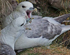 Northern Fulmar