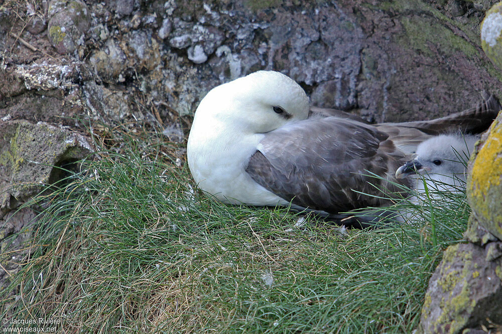 Fulmar boréaladulte nuptial