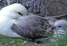 Fulmar boréal