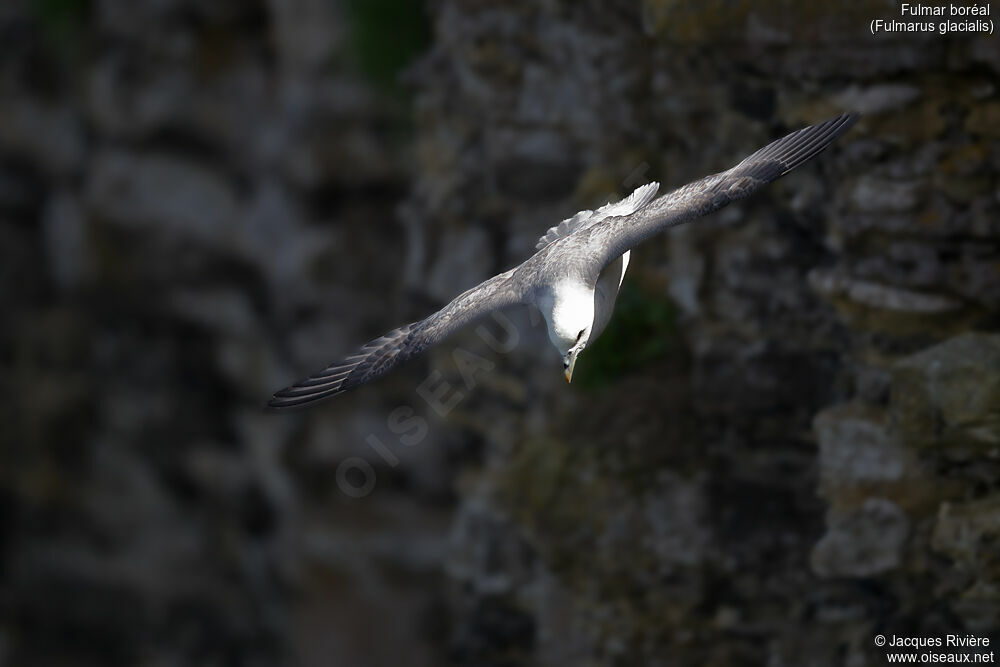 Fulmar boréaladulte nuptial, Vol