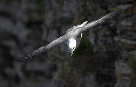 Fulmar boréal