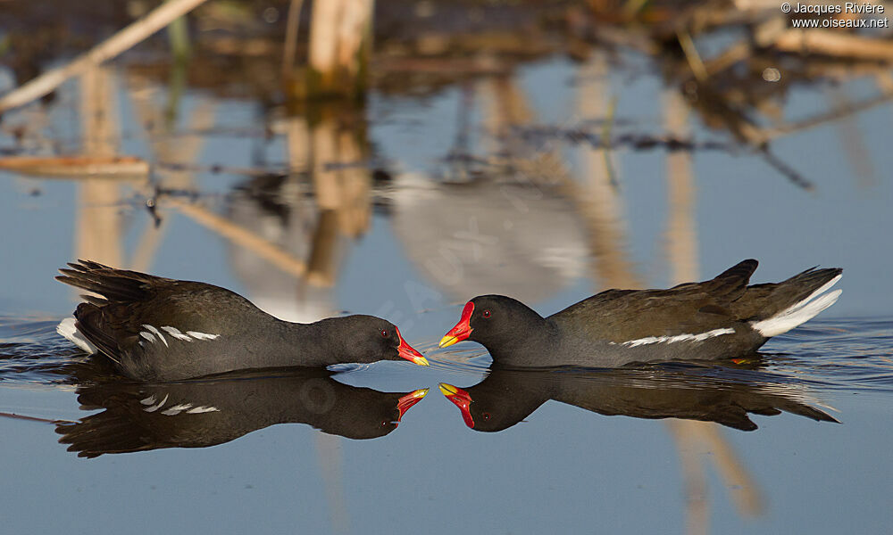 Gallinule poule-d'eau 