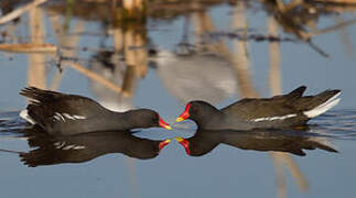 Gallinule poule-d'eau