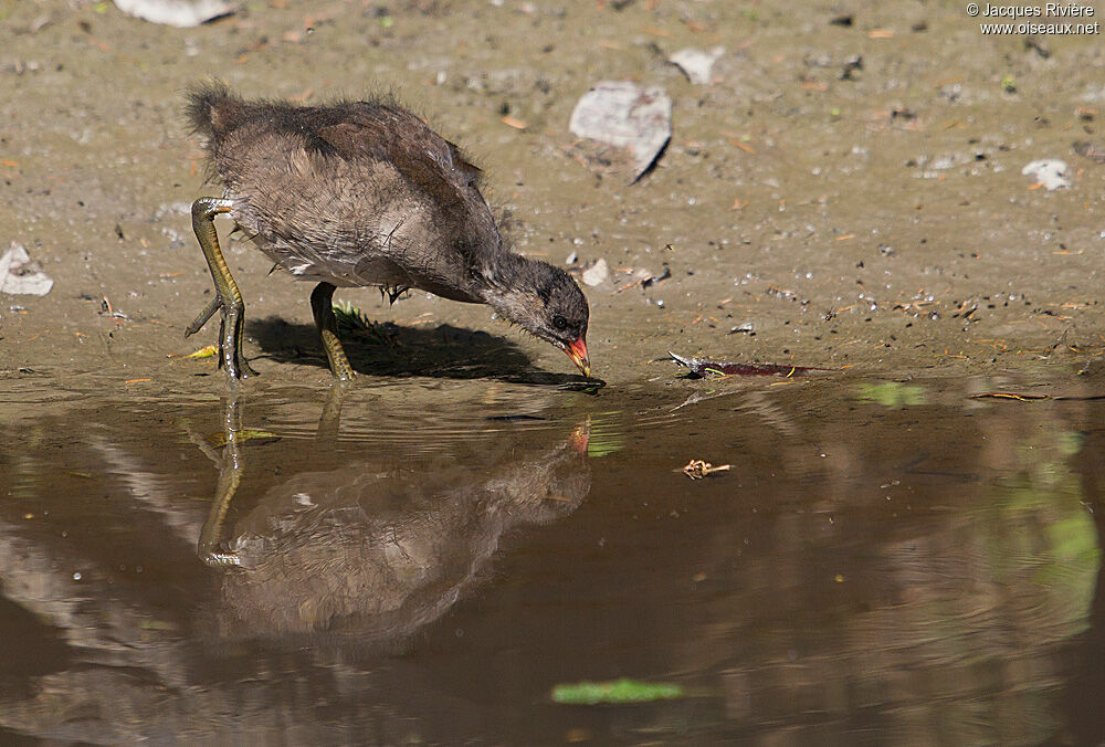 Gallinule poule-d'eauimmature