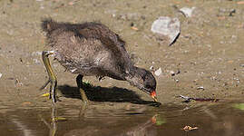 Gallinule poule-d'eau