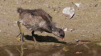 Common Moorhen