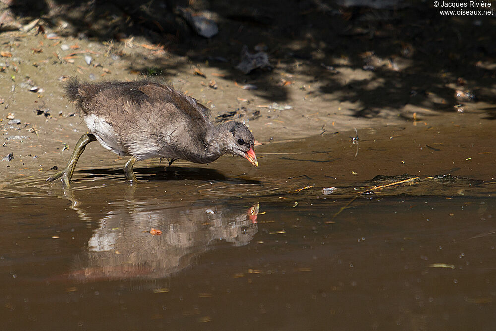 Gallinule poule-d'eauimmature