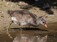 Common Moorhen