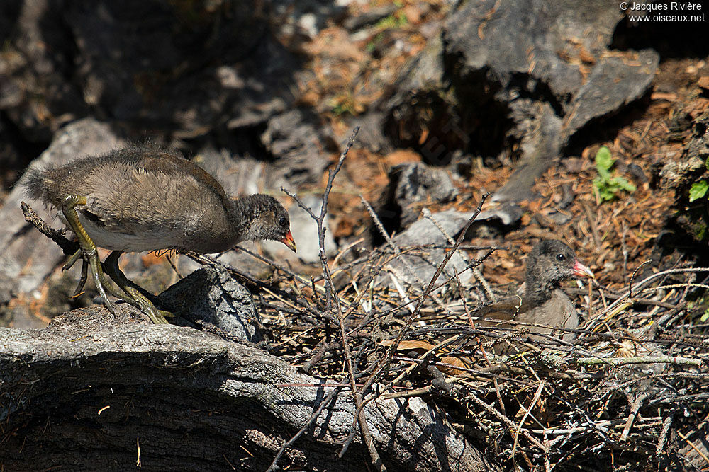 Gallinule poule-d'eauimmature, Nidification