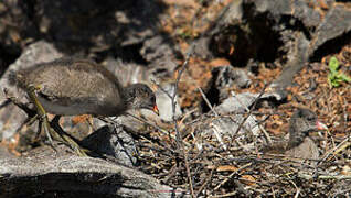 Common Moorhen